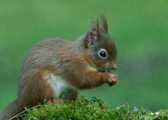 Red Squirrel <i>Sciurus vulgaris</i>